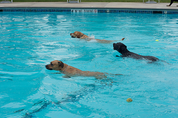 Dog Daze | Stapleton MCA