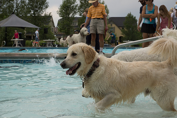 Dog Daze | Stapleton MCA