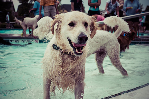 Dog Daze | Stapleton MCA