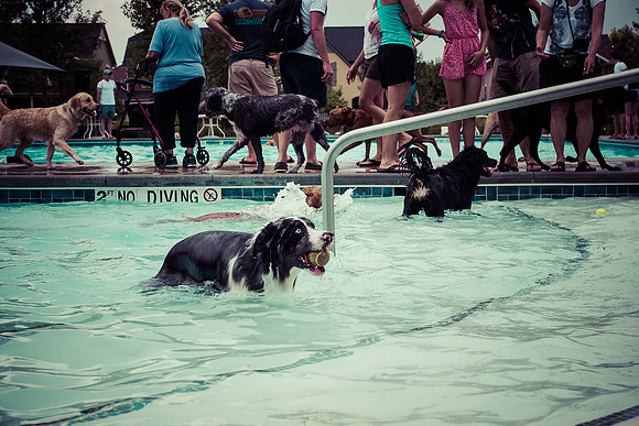 Dog Daze | Stapleton MCA