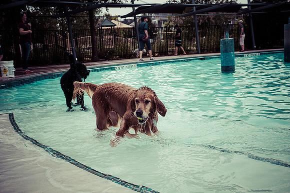 Dog Daze | Stapleton MCA