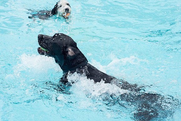 Dog Daze | Stapleton MCA
