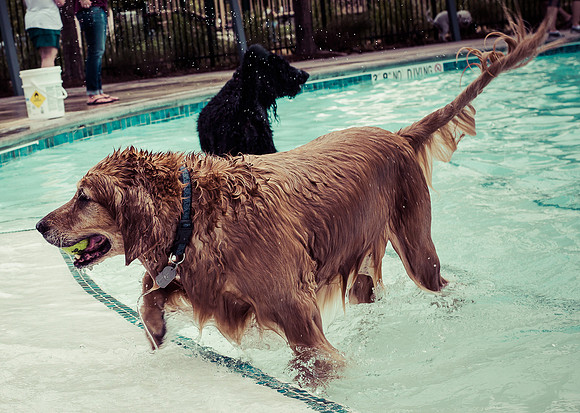 Dog Daze | Stapleton MCA