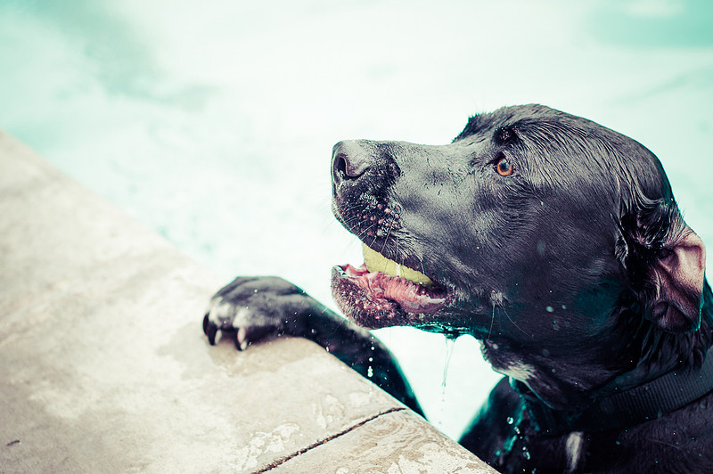 Dog Daze | Stapleton MCA