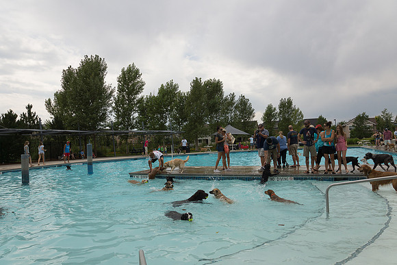 Dog Daze | Stapleton MCA