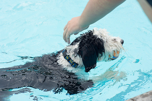 Dog Daze | Stapleton MCA