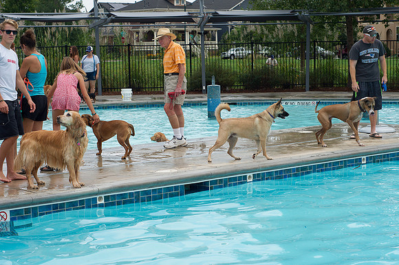 Dog Daze | Stapleton MCA