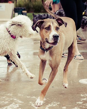 Dog Daze | Stapleton MCA