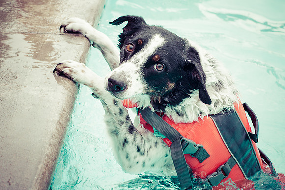 Dog Daze | Stapleton MCA