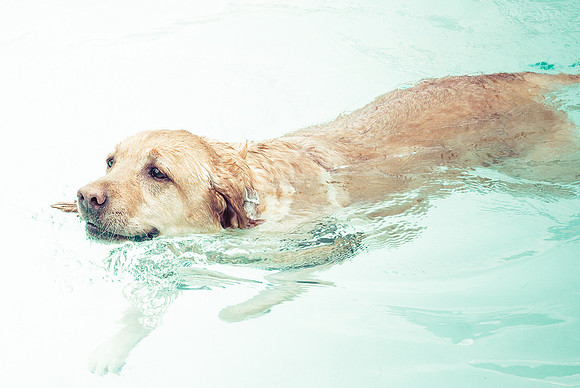 Dog Daze | Stapleton MCA
