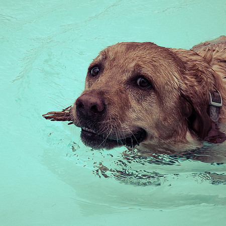 Dog Daze | Stapleton MCA