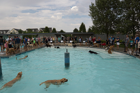 Dog Daze | Stapleton MCA