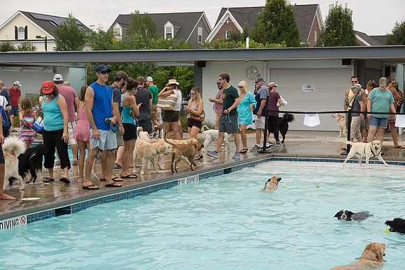 Dog Daze | Stapleton MCA