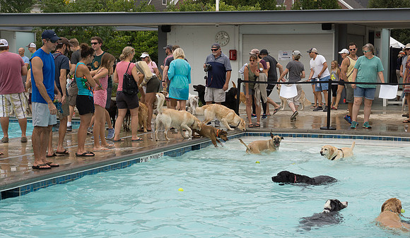 Dog Daze | Stapleton MCA