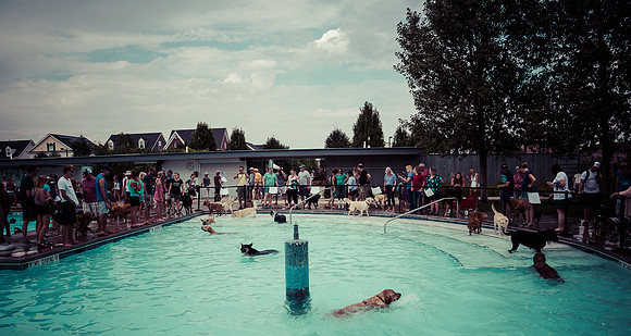 Dog Daze | Stapleton MCA