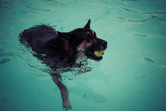 Dog Daze | Stapleton MCA