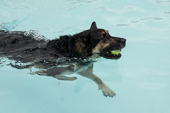 Dog Daze | Stapleton MCA