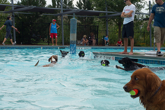 Dog Daze | Stapleton MCA