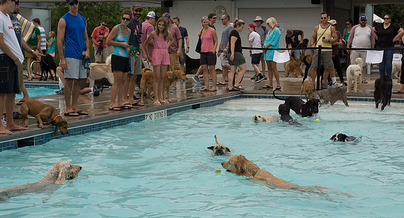 Dog Daze | Stapleton MCA