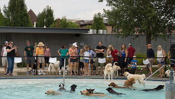 Dog Daze | Stapleton MCA