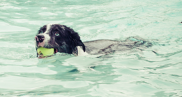 Dog Daze | Stapleton MCA