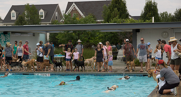 Dog Daze | Stapleton MCA