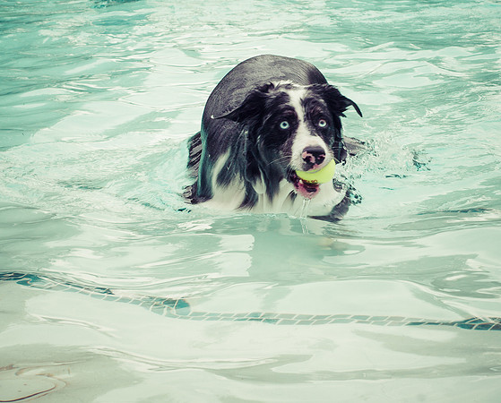 Dog Daze | Stapleton MCA