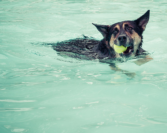 Dog Daze | Stapleton MCA