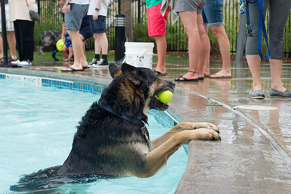 Dog Daze | Stapleton MCA