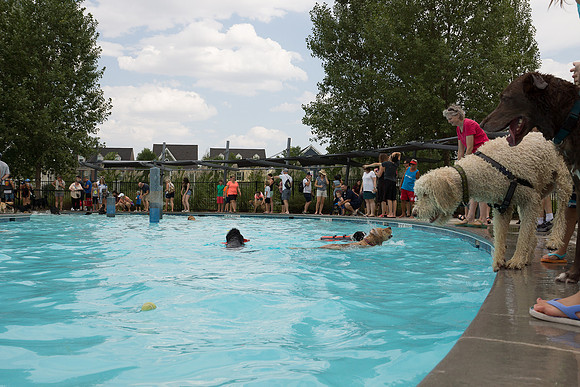 Dog Daze | Stapleton MCA