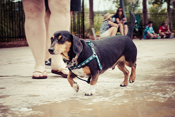 Dog Daze | Stapleton MCA