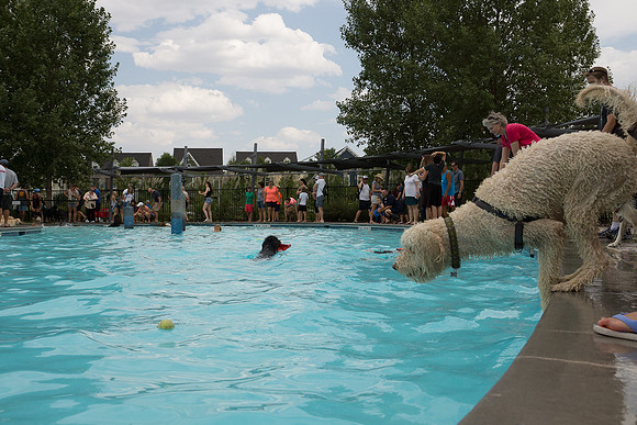Dog Daze | Stapleton MCA