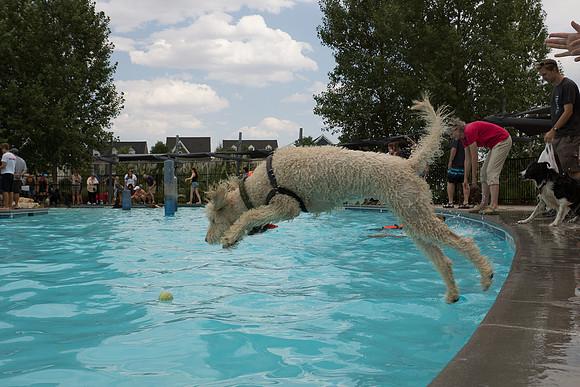 Dog Daze | Stapleton MCA