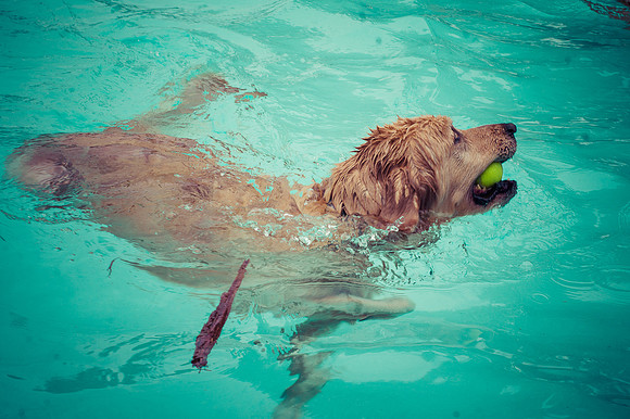 Dog Daze | Stapleton MCA