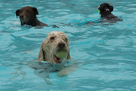 Dog Daze | Stapleton MCA