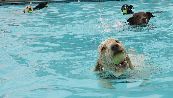Dog Daze | Stapleton MCA