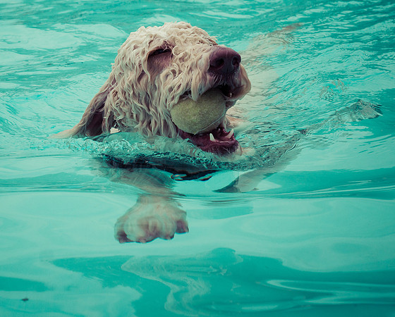 Dog Daze | Stapleton MCA