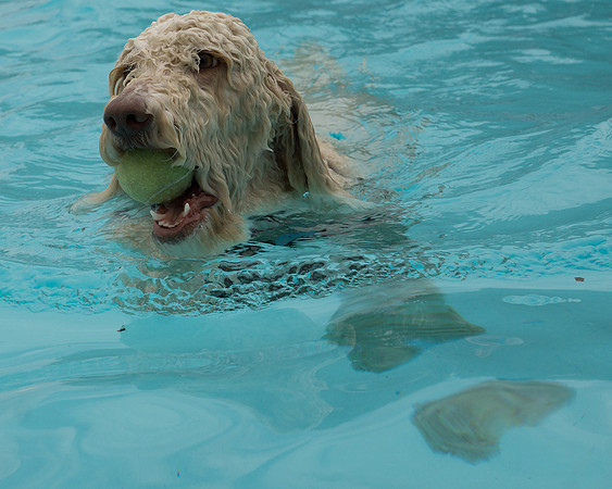 Dog Daze | Stapleton MCA