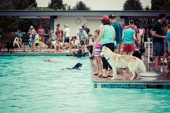 Dog Daze | Stapleton MCA