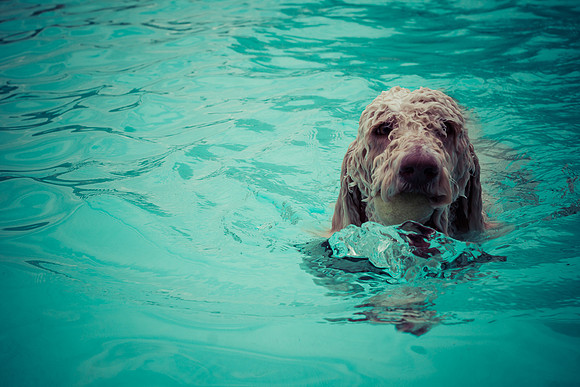 Dog Daze | Stapleton MCA
