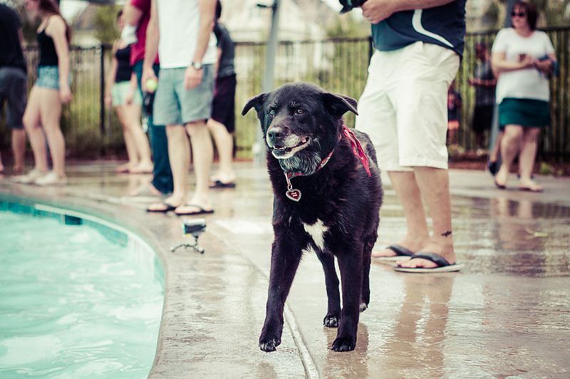 Dog Daze | Stapleton MCA