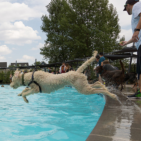 Dog Daze | Stapleton MCA