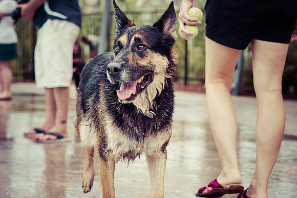 Dog Daze | Stapleton MCA