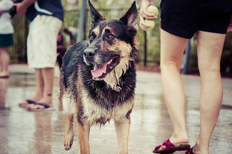 Dog Daze | Stapleton MCA