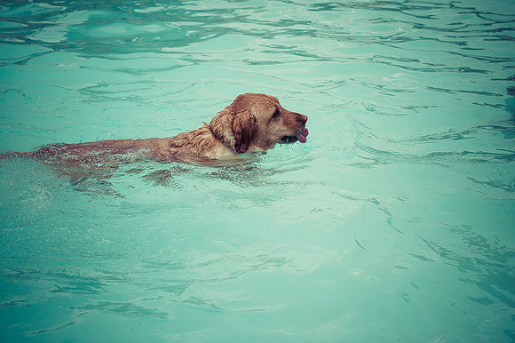 Dog Daze | Stapleton MCA