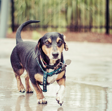 Dog Daze | Stapleton MCA