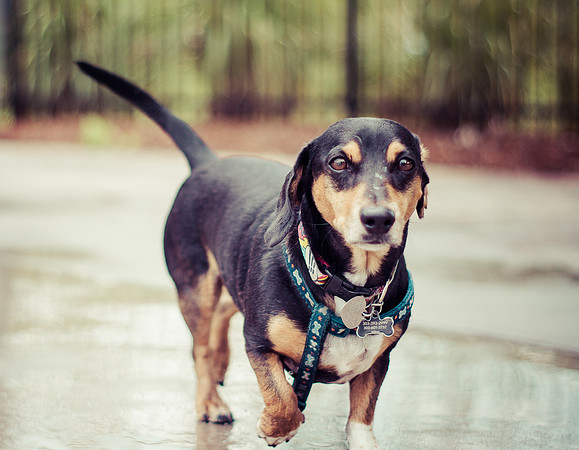 Dog Daze | Stapleton MCA