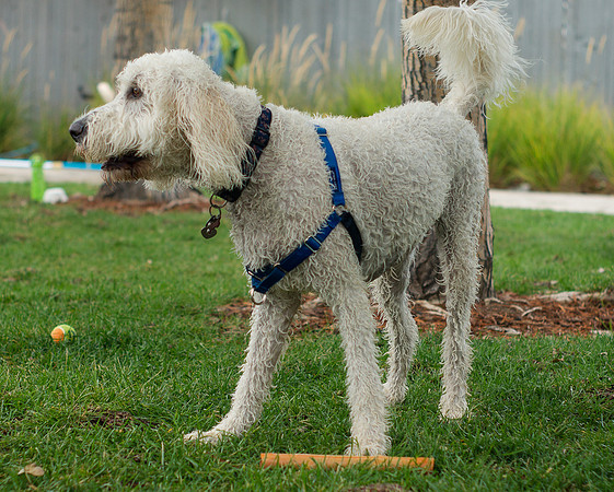 Dog Daze | Stapleton MCA