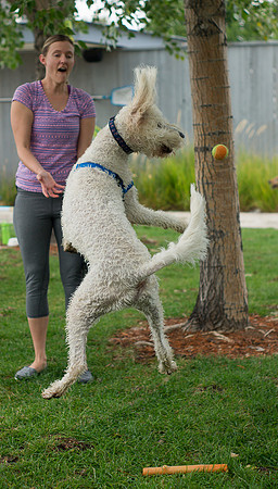 Dog Daze | Stapleton MCA