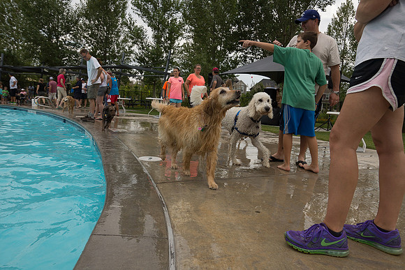 Dog Daze | Stapleton MCA